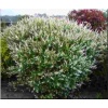 Salix integra Hakuro-nishiki - Wierzba całolistna Hakuro-nishiki f. C2 20-60cm