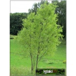 Salix sepulcralis Erythroflexuosa - Wierzba płacząca Erythroflexuosa - Wierzba płacząca Argentyńska C3 _150-200cm 