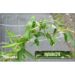 Salix sepulcralis Erythroflexuosa - Wierzba płacząca Erythroflexuosa - Wierzba płacząca Argentyńska C3 _100-120cm P