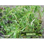Salix sepulcralis Erythroflexuosa - Wierzba płacząca Erythroflexuosa - Wierzba płacząca Argentyńska C3 _100-120cm P