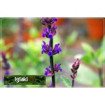 Salvia nemorosa Caradonna - Szałwia omszona Caradonna - fioletowo-niebieskie, wys. 60, kw. 6/8 C0,5