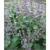 Salvia verticillata Endless Love - Szałwia okręgowa Endless Love - fioletowe, wys. 60, kw 5/10 C0,5 