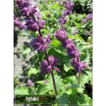 Salvia verticillata Purple Rain - Szałwia okręgowa Purple Rain - fioletowa, kw 6/9 C2 xxxy