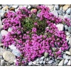 Saponaria Bressingham - Mydlnica Bressingham - różowe, wys. 20, kw. 5/6 FOTO