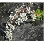 Saxifraga cotyledon - Skalnica zagłębiona - Skalnica liścieniolistna - biały, wys 60, kw 5/6 FOTO