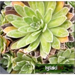 Saxifraga cotyledon - Skalnica zagłębiona - Skalnica liścieniolistna - biały, wys 60, kw 5/6 FOTO