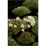 Saxifraga paniculata Minor - Skalnica gronkowa Minor - biały drobny, wys 3/10, kw 5/6 FOTO