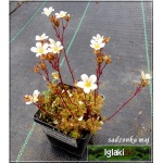 Saxifraga paniculata Minor - Skalnica gronkowa Minor - biały drobny, wys 3/10, kw 5/6 FOTO