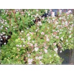 Saxifraga umbrosa Aureopunctata - Skalnica cienista Aureopunctata - różowy, pstre liście, wys 30, kw 5/6 C0,5 