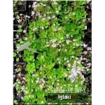 Saxifraga umbrosa Aureopunctata - Skalnica cienista Aureopunctata - różowy, pstre liście, wys 30, kw 5/6 FOTO
