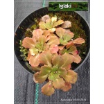 Saxifraga umbrosa Aureopunctata - Skalnica cienista Aureopunctata - różowy, pstre liście, wys 30, kw 5/6 C0,5 