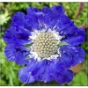 Scabiosa caucasica Perfecta Mid Blue - Drakiew kaukaska Perfecta Mid Blue - niebiesko-fioletowe, wys. 50, kw. 6/9 FOTO