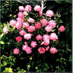 Scabiosa columbaria Pink Mist - Drakiew gołębia Pink Mist - różowe, wys. 45, kw. 6/7 C1,5