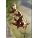 Schoenoplectus lacustris - Oczeret jeziorny - zielony wodny, wys 200 C0,5 