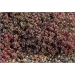 Sedum cyaneum Rosenteppich - Rozchodnik niebieski Rosenteppich - karminowo-czerwony, wys 5/10,kw 6/8 C0,5