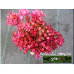 Sedum hybridum Munstead Dark Red - Rozchodnik ogrodowy Munstead Dark Red - różowe, wys 40, kw 8/9 C0,5 