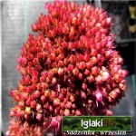 Sedum hybridum Munstead Dark Red - Rozchodnik ogrodowy Munstead Dark Red - różowe, wys 40, kw 8/9 C0,5 