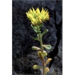 Sedum oreganum - Rozchodnik oregoński - żółty, przebarwienia liści, wys 10, kw 6/8 FOTO 
