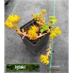 Sedum oreganum - Rozchodnik oregoński - żółty, przebarwienia liści, wys 10, kw 6/8 FOTO 