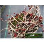 Sedum spurium Roseum Superbum - Rozchodnik kaukaski Roseum Superbum - różowy, zielony liść, wys 10/20, kw 7/9 C0,5