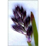 Sesleria albicans - Sesleria caerulea - Sesleria skalna - srebrne pedy - czarne kłosy,wys 10/25, kw 4/6 C0,5 