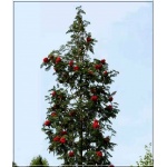 Sorbus aucuparia Fastigiata - Jarząb Pospolity Fastigiata C5 60-80cm
