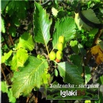 Sorbus intermedia - Jarząb szwedzki C3 _100-120cm