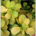 Spiraea betulifolia Tor Gold - Tawuła brzozolistna Tor Gold - białe FOTO