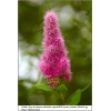 Spiraea billardii - Tawuła Billarda - purpuroworóżowe FOTO 