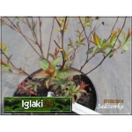 Spiraea japonica Crispa - Tawuła japońska Crispa - różowe C1,5 20-40cm 