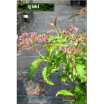 Spiraea japonica Crispa - Tawuła japońska Crispa - różowe FOTO