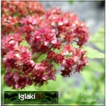 Spiraea japonica Dart\'s Red - Tawuła japońska Dart\'s Red - rubinowoczerwone C2 40-60cm