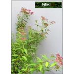Spiraea japonica Dart\'s Red - Tawuła japońska Dart\'s Red - rubinowoczerwone C2 40-60cm