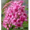 Spiraea japonica Manon - Tawuła japońska Manon - różowe C5 20-60cm
