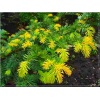 Taxus baccata Summergold - Cis pospolity Summergold C7,5 10-20x30-40cm xxxy