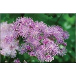 Thalictrum aquilegifolium - Rutewka orlikolistna - purpurowy, wys 40/150, kw 7/9 C0,5