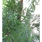 Thuja occidentalis Smaragd - Żywotnik zachodni Smaragd - Thuja occidentalis Emeraude - Żywotnik zachodni Emeraude C5 80-100cm