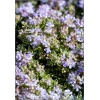 Thymus citriodorus Highland Cream - Macierzanka cytrynowa Highland Cream - różowe, wys. 5, kw 6/7 FOTO