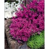 Thymus praecox Red Carpet - Macierzanka wczesna Red Carpet - fioletowo-czerwone, wys. 7, kw. 5/8 FOTO zzzz