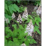 Tiarella cordifolia Moorgrun - Tiarella sercolistna Moorgrun - żółte, wys  20, kw 4/6 C0,5 
