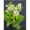 Tiarella cordifolia - Tiarella sercolistna - biały, wys. 20, kw 5/8 FOTO
