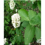 Viburnum carlcephalum - Kalina angielska - białe C3 40-60cm