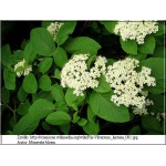 Viburnum lantana - Kalina hordowina - białe C3 60-80cm 