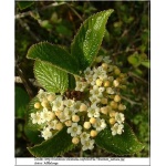Viburnum lantana - Kalina hordowina - białe C5 40-60cm 