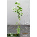 Viburnum lantana - Kalina hordowina - białe C3 80-100cm
