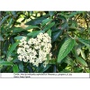 Viburnum pragense - Kalina pragense - Kalina praska - kremowo-białe C2 20-30cm   