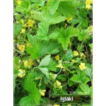 Waldsteinia geoides - Pragnia kuklikowata - żółty, wys 20, kw 4/5 C2
