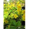 Waldsteinia ternata - Waldsteinia sibirica - Pragnia syberyjska - żółty, wys 15, kw 4/5 C0,5 