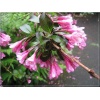 Weigela florida Foliis Purpureis - Krzewuszka cudowna Foliis Purpureis - różowe FOTO
