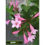 Weigela florida Pink Poppet - Krzewuszka cudowna Pink Poppet - jasnoróżowe C2 20-60cm 